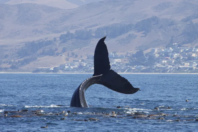 Cola de ballena jorobada emergiendo antes de sumergirse
