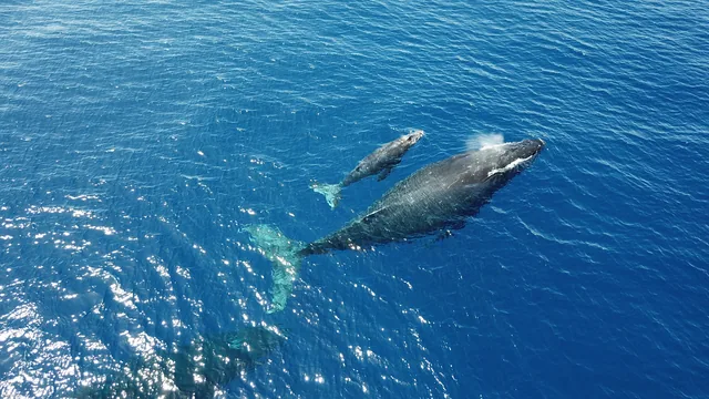Ballena jorobada nadando en la superficie del océano