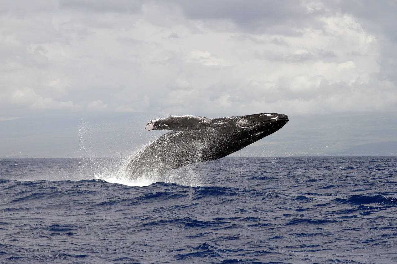 Ballena jorobada saltando fuera del agua en el Pacífico