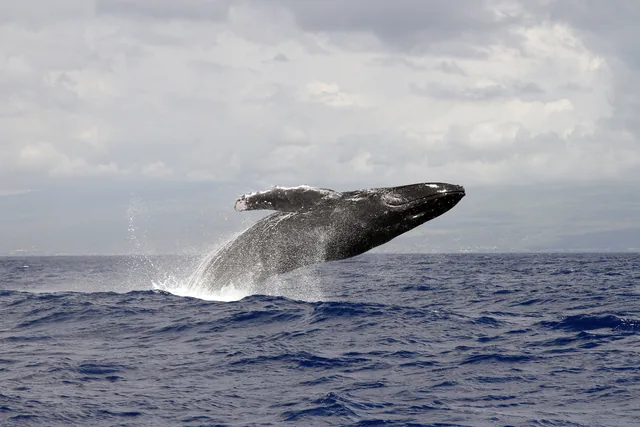 Ballena jorobada saltando fuera del agua en el Pacífico