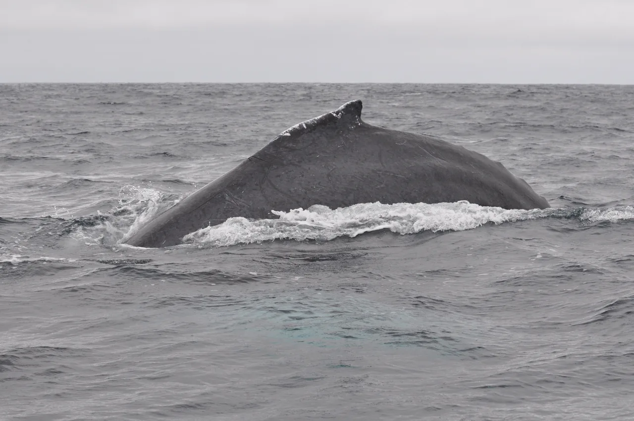 Ballena jorobada avistada en el mar de Puerto López