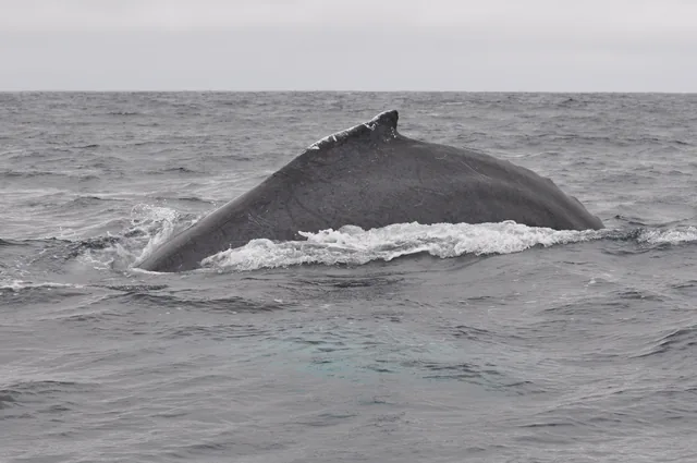 Ballena jorobada avistada en el mar de Puerto López